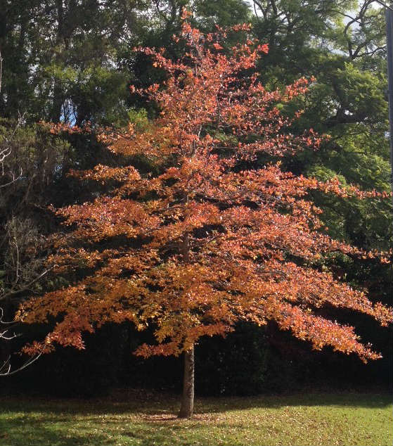 trees dressed in autumn colour