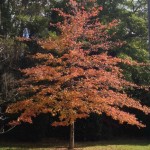 trees dressed in autumn colour